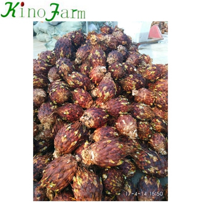 Wholesale Bare Root Sago Palm Tree