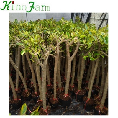 Thực vật tự nhiên Ficus Benghalensis Ficus Microcarpa Bonsai Kinofarm