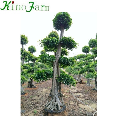 Cây cảnh Ficus