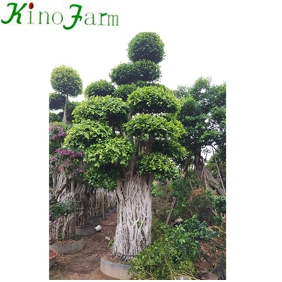 trung quốc cây bonsai