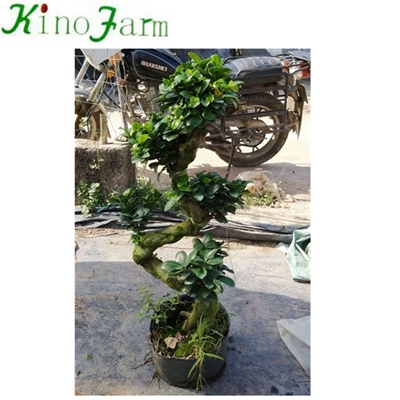 cây bonsai để bán