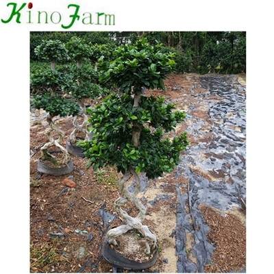 Nhà máy Ficus thực vật tự nhiên