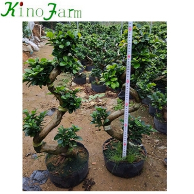 S hình Microcarpa Ficus Bonsai