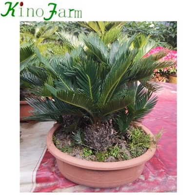 Nhà máy Cycad nhiều đầu