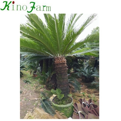 Sago Palm Cycas