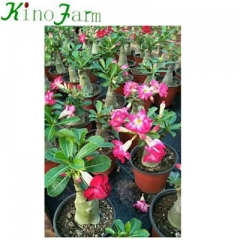  Indoor Plant Desert Rose