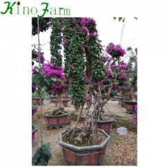 zhangzhou bougainvillea plants